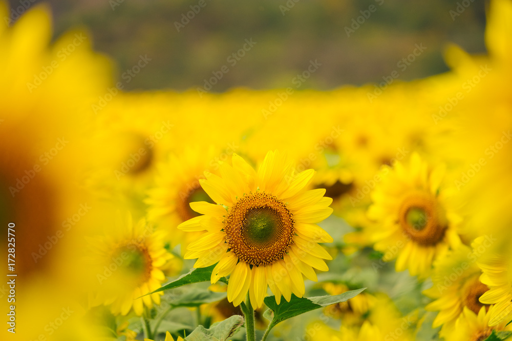 Sunflowers garden under the big tree in Khao Yai of Thailand Sunflowers garden under the big tree in Khao Yai of Thailand