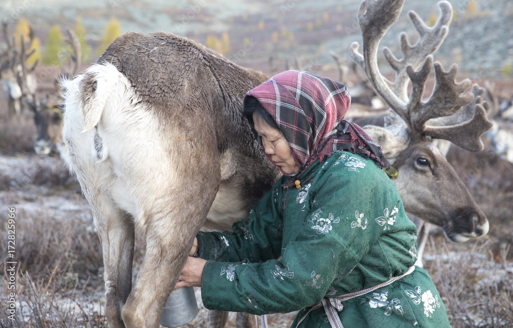 Obraz premium Tsaatan woman milking a reindeer in northern Mongolia