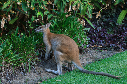 Grazing Wallaby