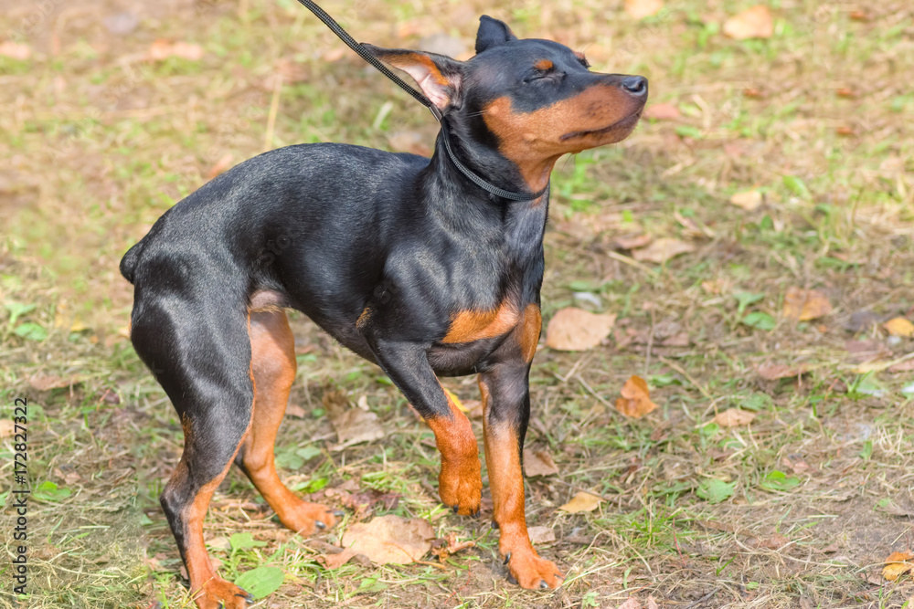 Doberman Pinscher dog close-up Doberman Pinscher dog close-up