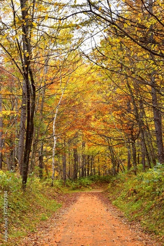 秋の高原の遊歩道　乗鞍高原 © kikisora