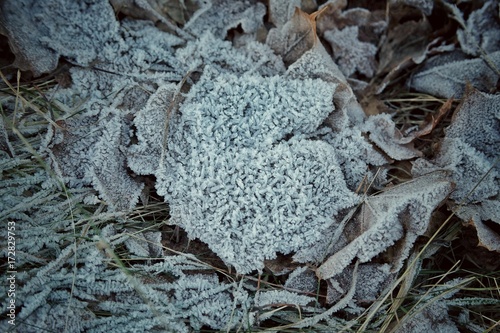 Иней на упавших листьях