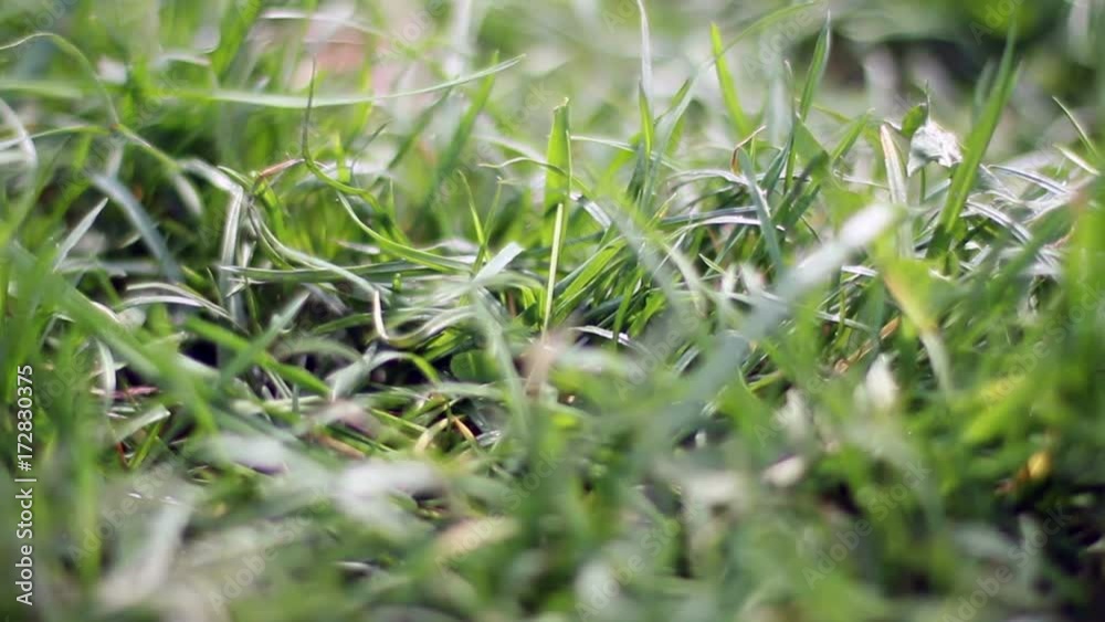 The Green Grass The Green Grass