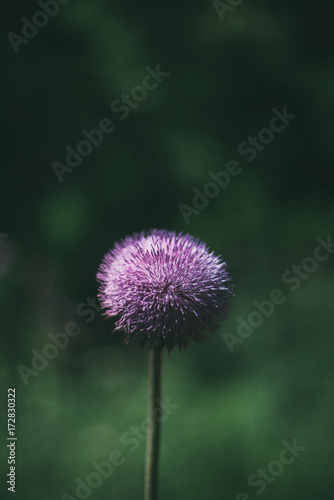 Thistle Isolated