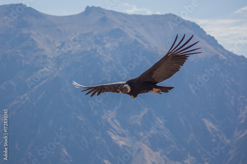 Andean Condor Gliding Through Colca Canyon photo