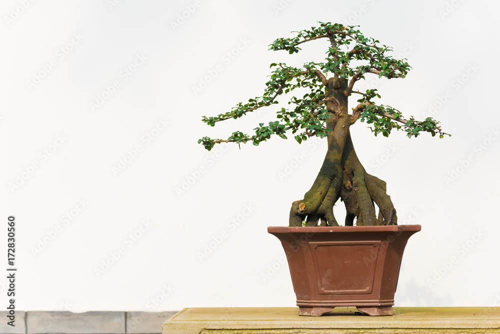 Bonsai tree in a pot against a white background, Chengdu, China Bonsai tree in a pot against a white background, Chengdu, China