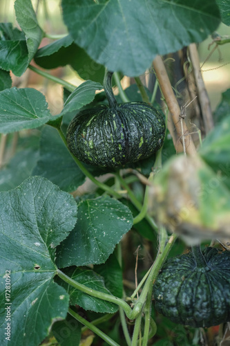 green punpkin