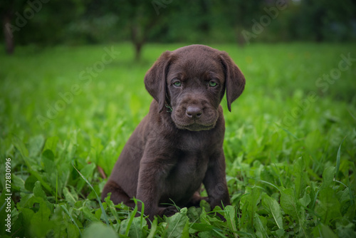 brown labrador puppy