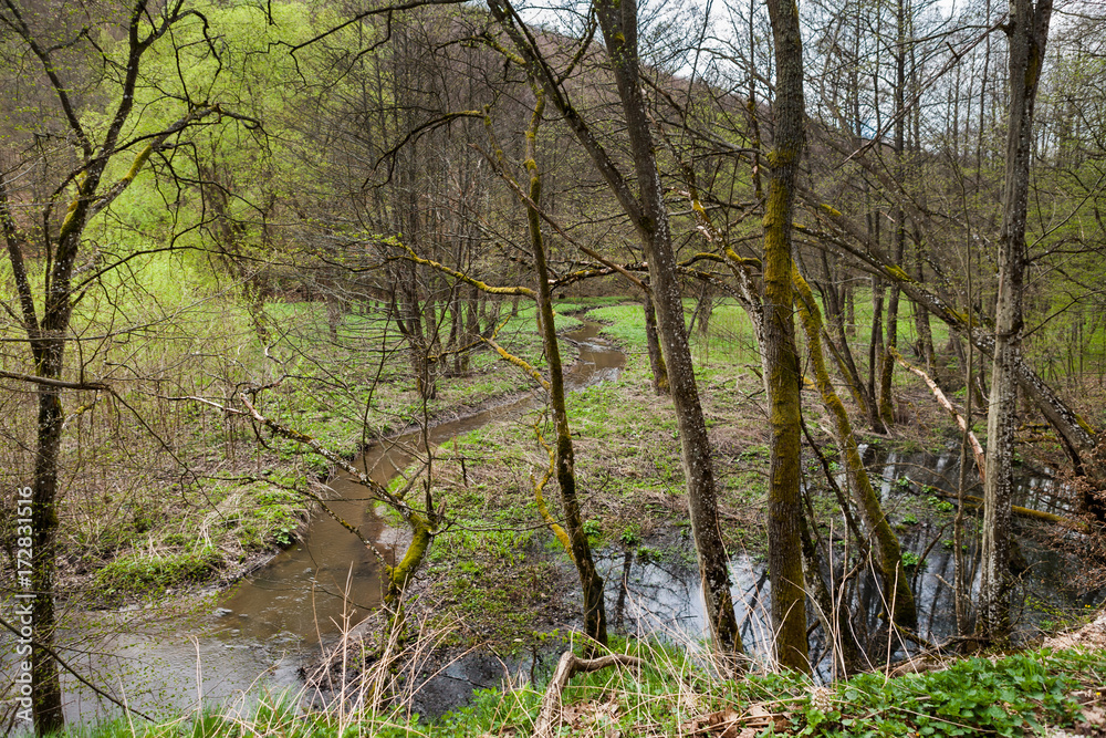 Forest landscape with small stream Forest landscape with small stream