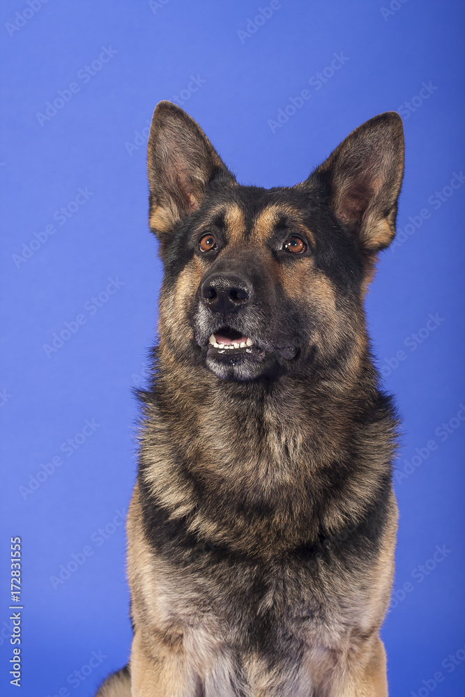 Deutscher Schäferhund Portrait