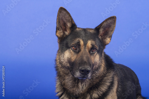 Deutscher Schäferhund Portrait