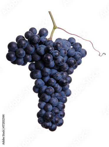 Wallpaper Mural Blue grapes isolated on white background Torontodigital.ca
