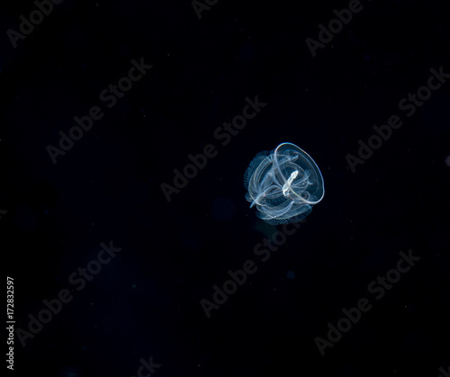 Image of an acorn worm at night.