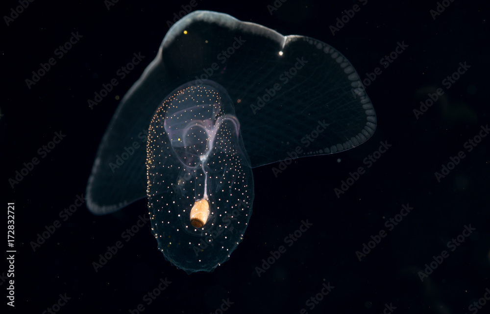 Obraz premium Image of animal known as a sea butterfly