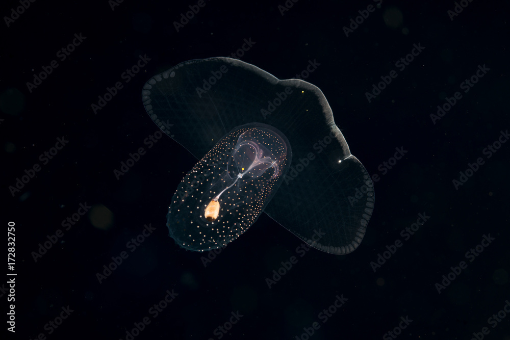 Fototapeta premium Image of animal known as a sea butterfly