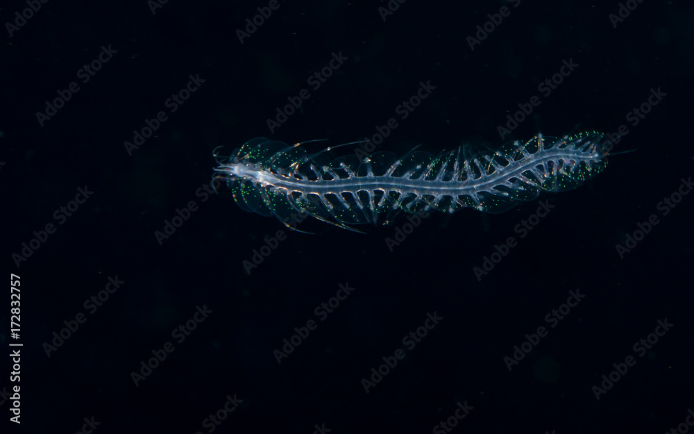 Fototapeta premium Image of a scaled worm at night.