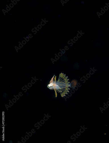 Larval Lionfish or Scorpionfish taken at night.