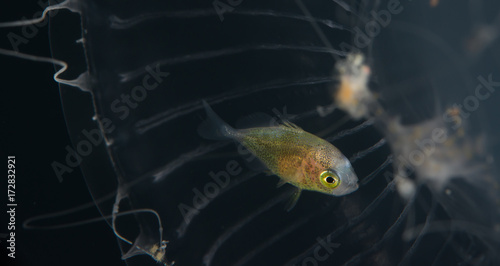 Larval sheltering under the dome of a hydromedusa jellyfish photo