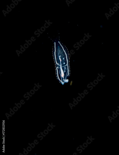 Image of a pelagic nudibranch at night. photo