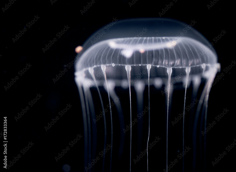 Fototapeta premium Unidentified jellyfish species at night in the ocean.