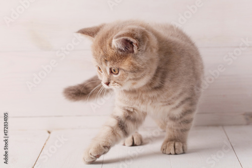 Scottish straight kitten on a wooden background