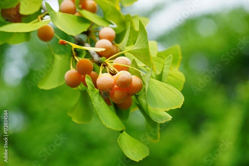 Φωτογραφία Green fan-shaped leaves and yellow nuts of the ginkgo biloba tree