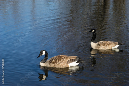 Pair of Canada geese on a swimming on a pond