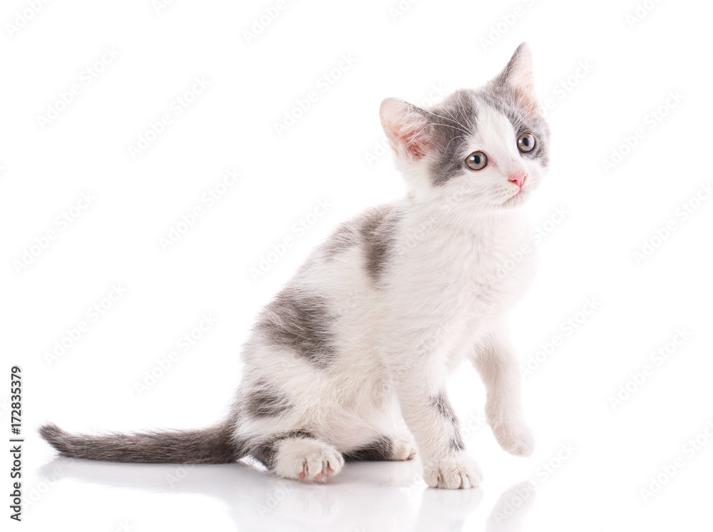 A true friend. Cat is isolated on white