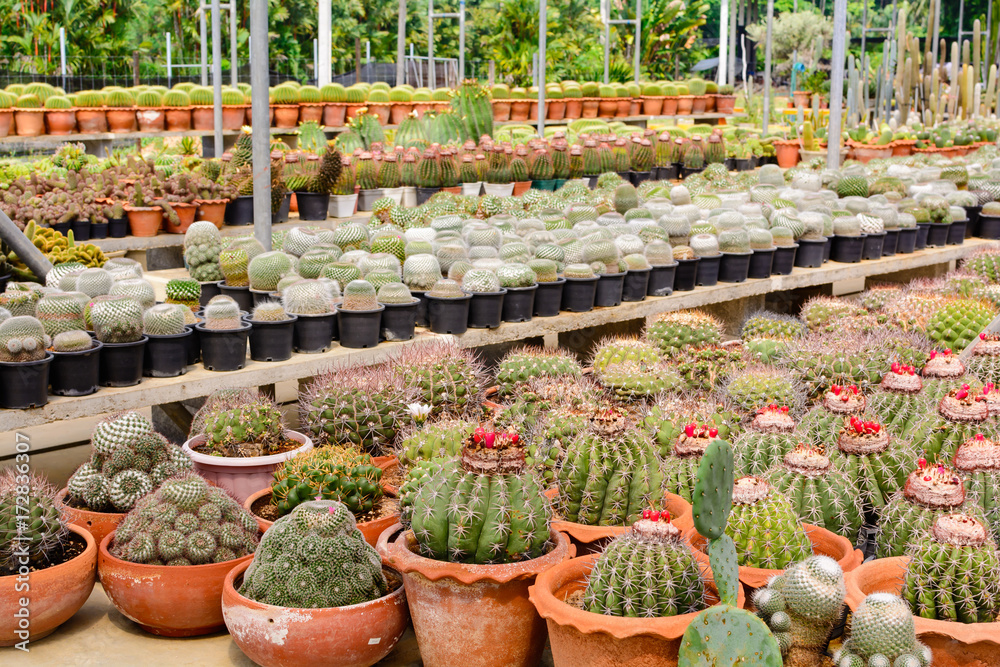 Cactus tree shop with breeding in the house