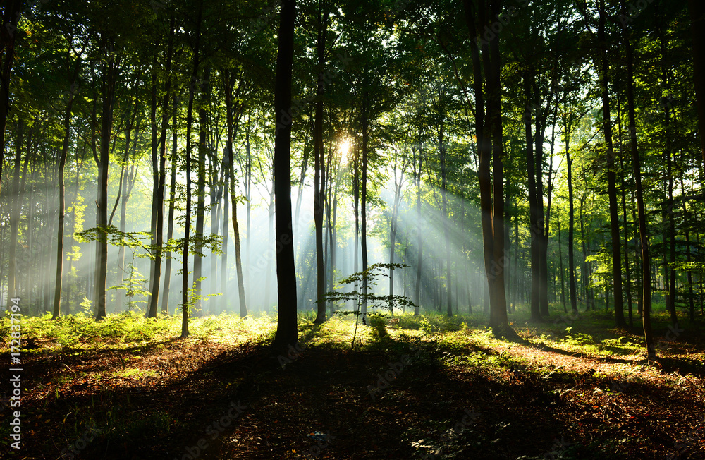 Obraz premium Morning in the forest