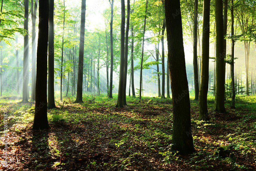 Obraz premium Morning in the forest