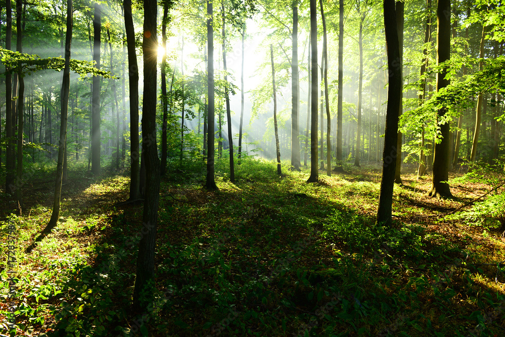 Morning in the forest Morning in the forest