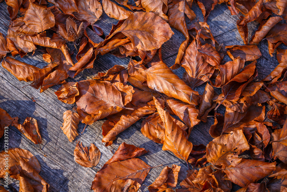 Background made of fallen autumn leaves