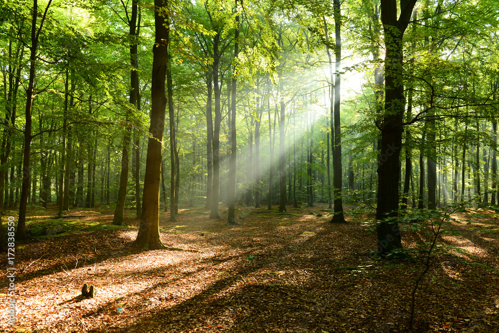 Obraz premium Morning in the forest