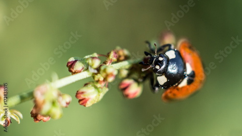 Ladybug close-up © Kirill