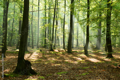 Morning in the forest