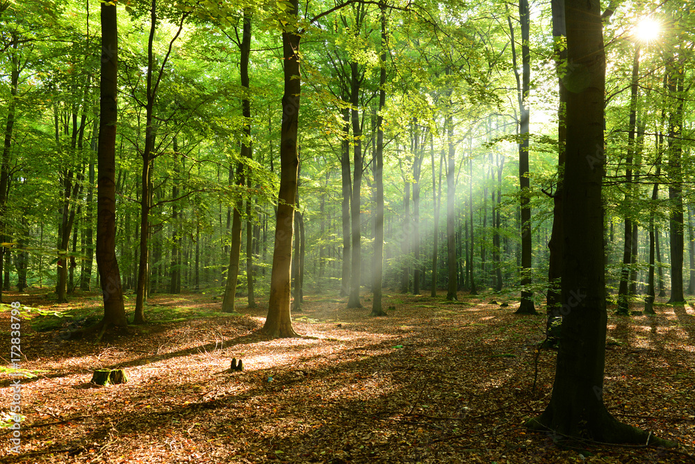 Obraz premium Morning in the forest