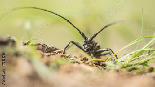 Beetle close-up © Kirill