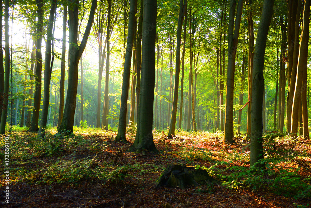 Naklejka premium Morning in the forest