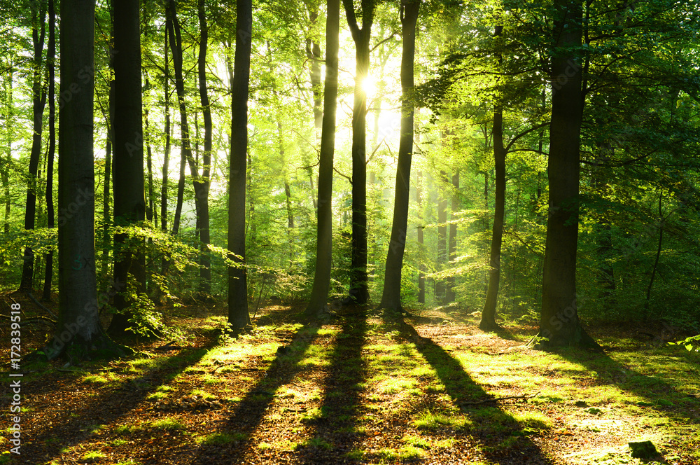 Obraz premium Morning in the forest