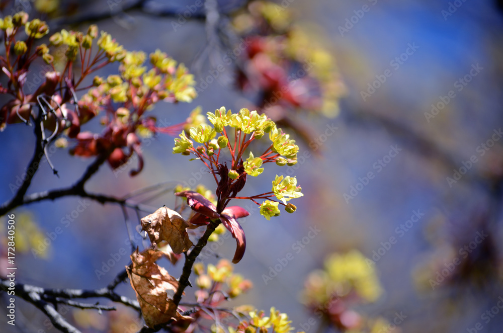 Maple tree blossoms against blue sky in spring. Close-up picture of maple flower Maple tree blossoms against blue sky in spring. Close-up picture of maple flower