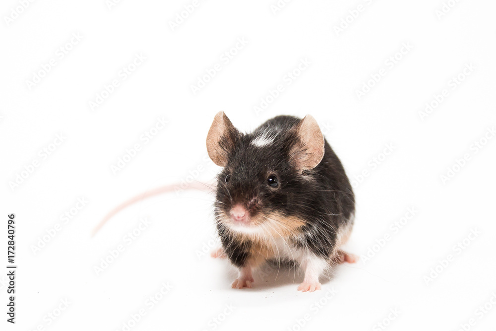 Black and white mouse, white background studio Black and white mouse, white background studio