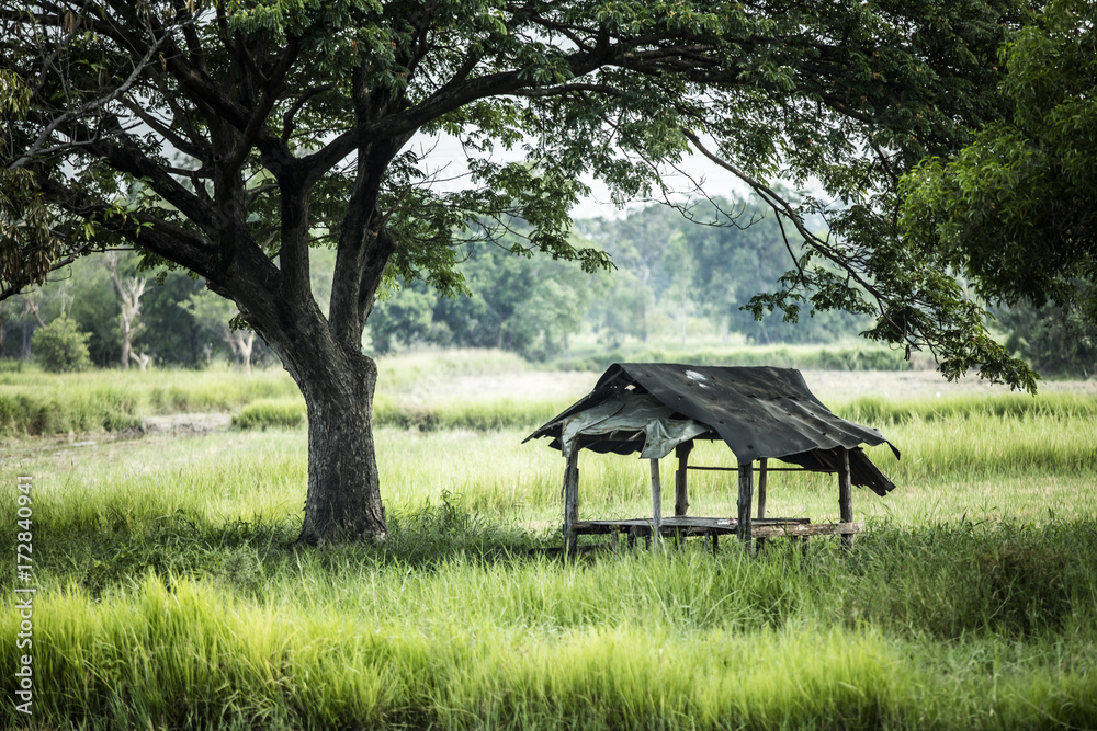 a hut in rice field a hut in rice field