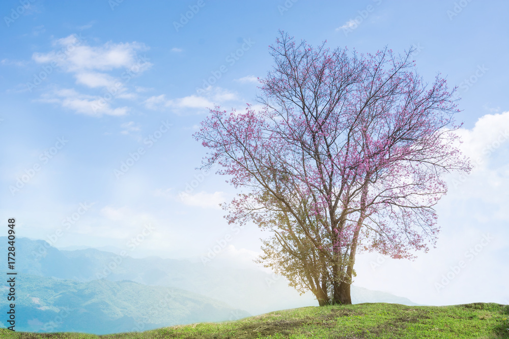 Image Of Wild Himalayan Cherry Tree Alone On The Hill, Oil Paint Style Image. Image Of Wild Himalayan Cherry Tree Alone On The Hill, Oil Paint Style Image.
