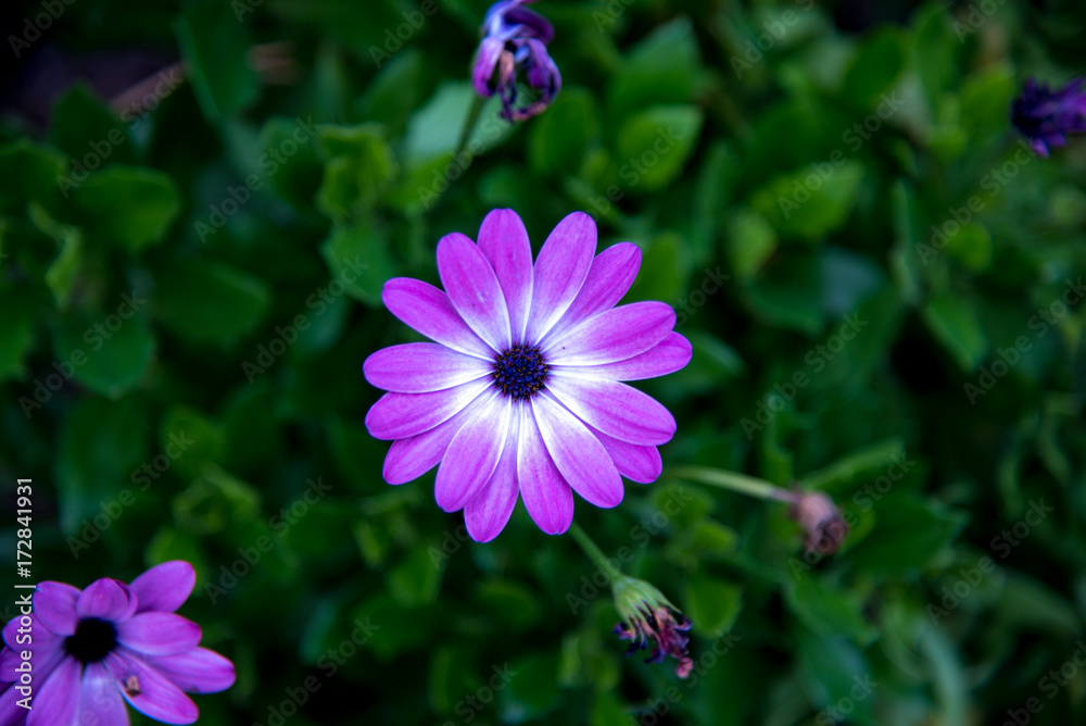 Blume lila Blume lila