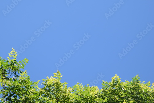 Bright green leaves against blue sky at the bottom of the frame  copy space using as background or wallpaper