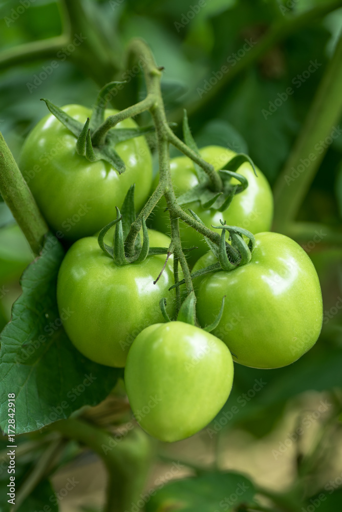 Fresh green tomatoes on tree in the vegetable garden Fresh green tomatoes on tree in the vegetable garden