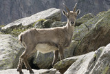 Capra ibex in the natural environment. French Alps.