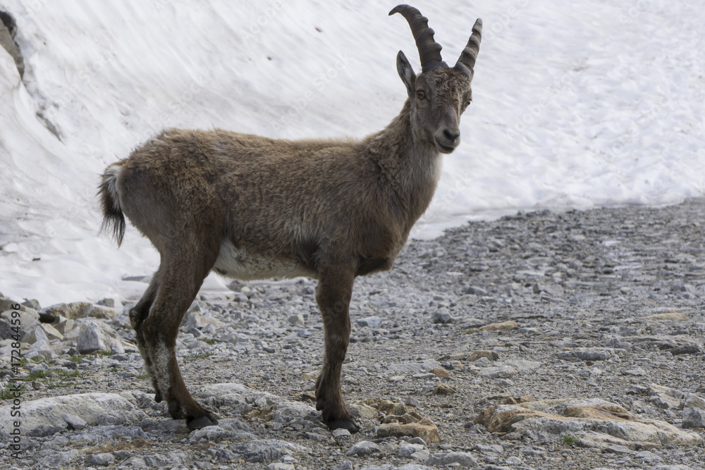 Capra ibex in the natural environment. French Alps.