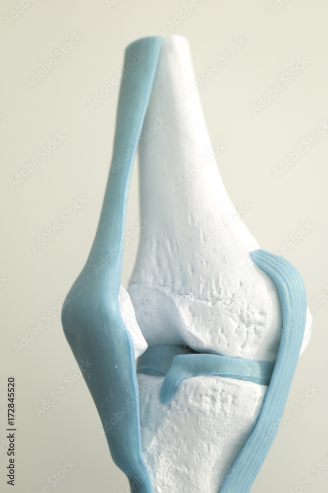 Human knee joint meniscus model Human knee joint meniscus model